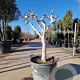 Ficus carica 250 cm stam container 20-25