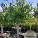 Ficus carica 250 cm stam container 20-25