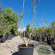 Ficus car. 'Brown Turkey' 200-250 cm container meerstammig