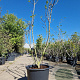 Ficus car. 'Brown Turkey' 200-250 cm container meerstammig