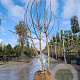 Ficus car. 'Brown Turkey' 250-300 cm cont. 160L meerstammig