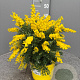 Genista spachiana GM C3