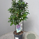 Heliotropium arborescens 80 cm 3,0L stam