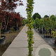 Hedera hibernica 250-300 cm 15L