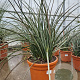Hesperaloe parviflora GM 25L