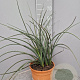 Hesperaloe parviflora GM C6L