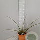 Hesperaloe parviflora GM C6L