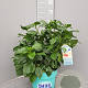 Hibiscus rosa-sinensis GM C5