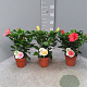 Hibiscus rosa-sinensis GM P13