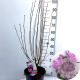 Hibiscus syr. 'Ardens' 80-100 cm 10L