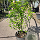 Hibiscus syr. 'Hamabo' 60-80 cm container