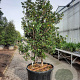 Kalmia latifolia 200-250 cm cont. 280L