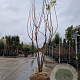 Koelreuteria paniculata 300-350 cm draadkluit meerstammig solitair