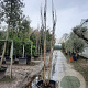 Koelreuteria pan. 'Fastigiata' 300-350 cm container meerstammig