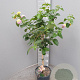 Lantana camara 90 cm 5,0L stam