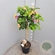 Lantana camara 90 cm 5,0L stam