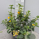 Lantana camara gm 4,0L