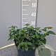 Lantana camara gm 4,0L