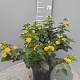 Lantana camara GM 9L