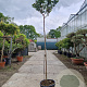 Lagerstroemia indica 200 cm stam container 6-8