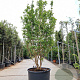 Lagerstroemia indica 250-300 cm container meerstammig