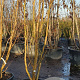 Lagerstroemia indica 300-350 cm cont. 160L meerstammig