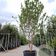 Lagerstroemia indica 300-350 cm cont. 160L meerstammig