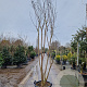Lagerstroemia indica 300-350 cm cont. 95L