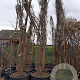 Lagerstroemia indica 350-400 cm container meerstammig