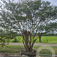 Lagerstroemia indica 400-450 cm airpot solitair