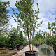 Lagerstroemia indica 400-450 cm cont. 230L meerstammig