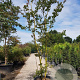 Lagerstroemia indica 450-500 cm container meerstammig