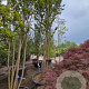 Lagerstroemia 'Natchez' 400-450 cm container meerstammig