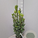 Laurus nobilis 60-80 cm 3,0L