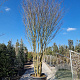 Lagerstroemia 'Osage' 450-500 cm container meerstammig