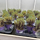 Lavandula stoechas P14