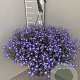 Lobelia erinus GM C6L