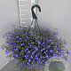 Lobelia erinus GM C6L