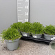 Matricaria chamomilla P14