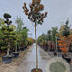 Magnolia grand. 'Galissonnière' 200 cm stam container 14-16 hoge lei