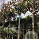 Magnolia grand. 'Galissonnière' 200 cm stam container 20-25 leiboom