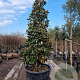 Magnolia grand. 'Galissonnière' 300-350 cm cont. 350L