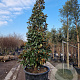 Magnolia grand. 'Galissonnière' 300-350 cm cont. 350L