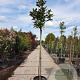 Magnolia grand. 'Goliath' 180 cm stam container 10-12 hoge lei