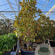 Magnolia grand. 'Goliath' 200-250 cm cont. 110L