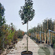 Magnolia grand. 'Goliath' 200 cm stam container 20-25 leiboom