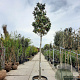 Magnolia grand. 'Goliath' 200 cm stam container 20-25 leiboom