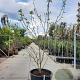 Magnolia soul. 'Alba Superba' 250-300 cm container meerstammig