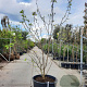 Magnolia soul. 'Alba Superba' 250-300 cm container meerstammig