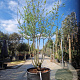 Mespilus germanica 250-300 cm container meerstammig